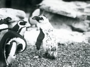 Un petit groupe de manchots à pieds noirs, dont un avec des marques aberrantes, au zoo de Londres, mai 1914 - Frederick William Bond
